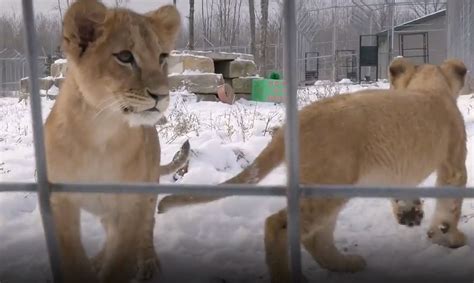 Orphaned Lions Cubs Rescued from Ukraine Play in Minnesota 